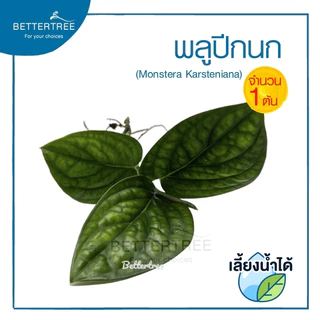พลูปีกนก(จำนวน 1 ต้น) Monstera sp. 'Karstenianum' ต้นไม้ฟอกอากาศ ต้นไม้ พลูด่าง พลูปีกนก