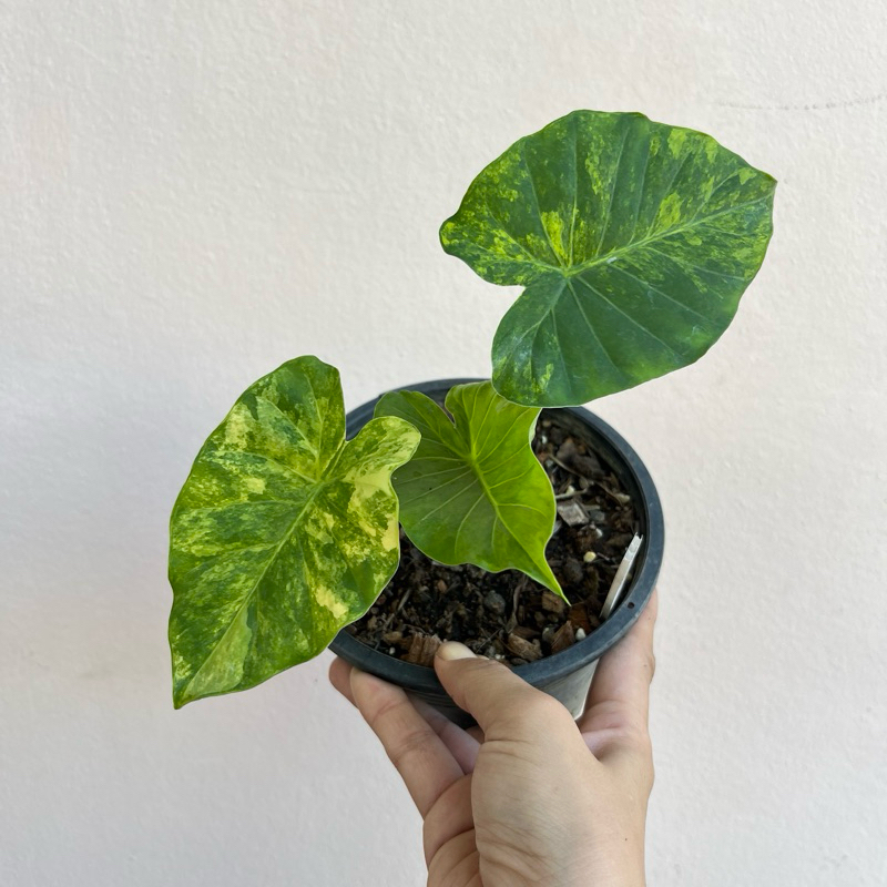 บอนหูช้างด่างเหลือง Alocasia gageana Aura Variegated ไม้ฟอกอากาศ ไม้ประดับเสริมบารมี