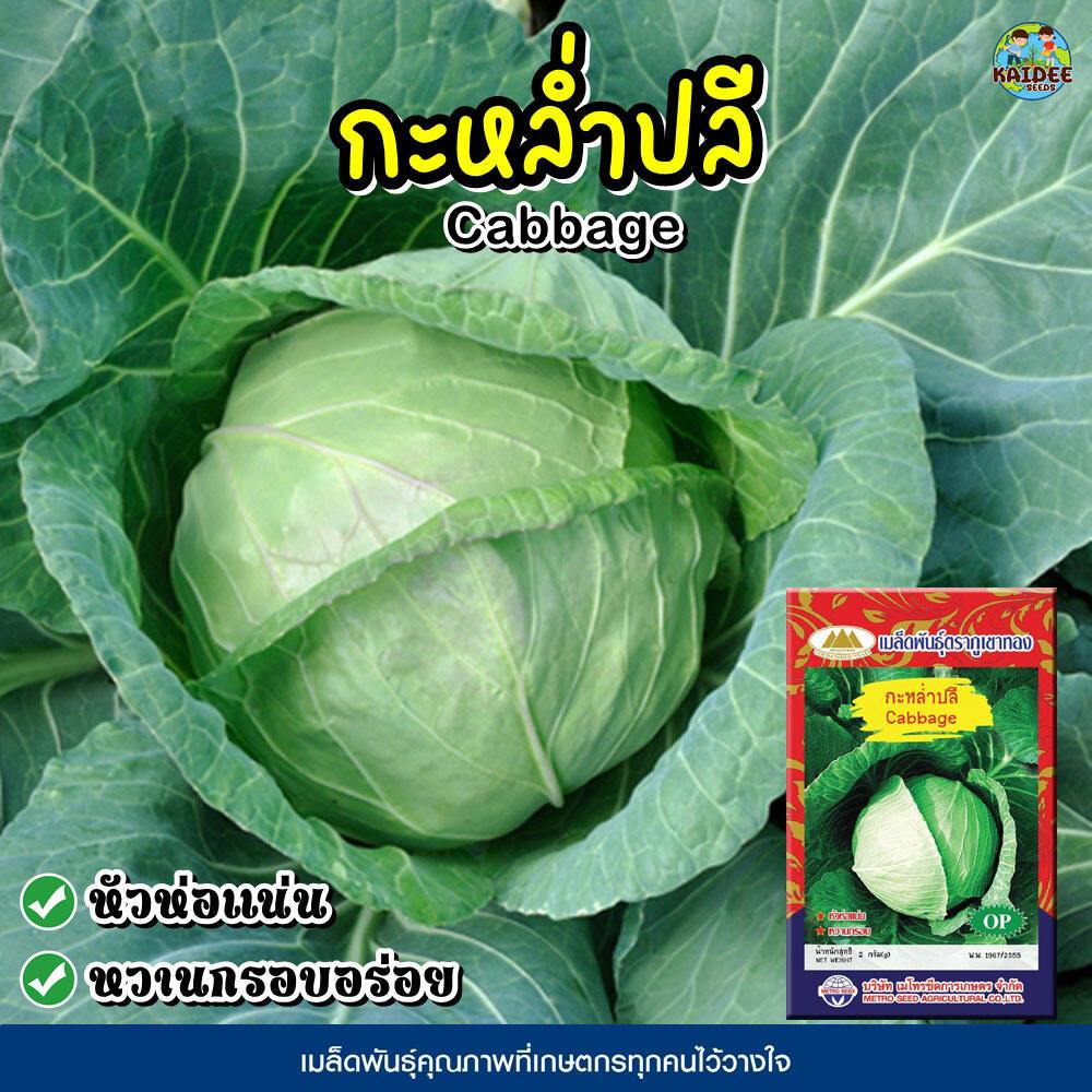เมล็ดกะหล่ำปลี Cabbage ตราภูเขาทอง เมล็ดพันธุ์กะหล่ำปลี เมล็ดพันธุ์ผัก เมล็ดผักสวนครัว