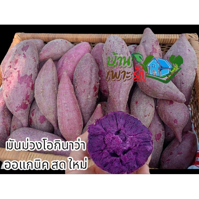 มันหวานญี่ปุ่น สายพันธุ์ม่วงโอกินาว่า ปลอดสารพิษ สด ใหม่ส่งตรงจากสวน