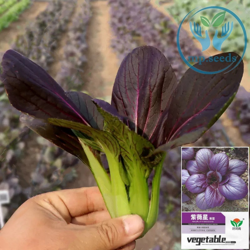 เมล็ดผักกวางตุ้งใบม่วง 1,100 เมล็ด ผักกวางตุ้งฮ่องเต้ใบม่วง Purple  Pakechoi