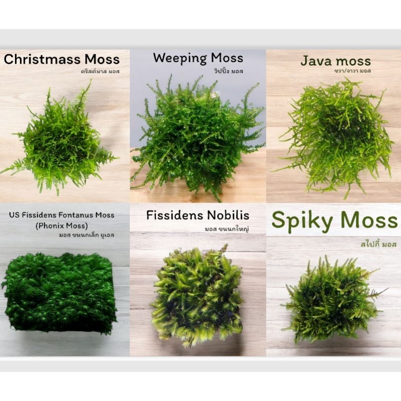 Spiky Moss , Flame Moss , Fissiden Moss , Java Moss , Mini Pearl Moss , Christmas moss พันตะแกรง สไปร์กี้มอส