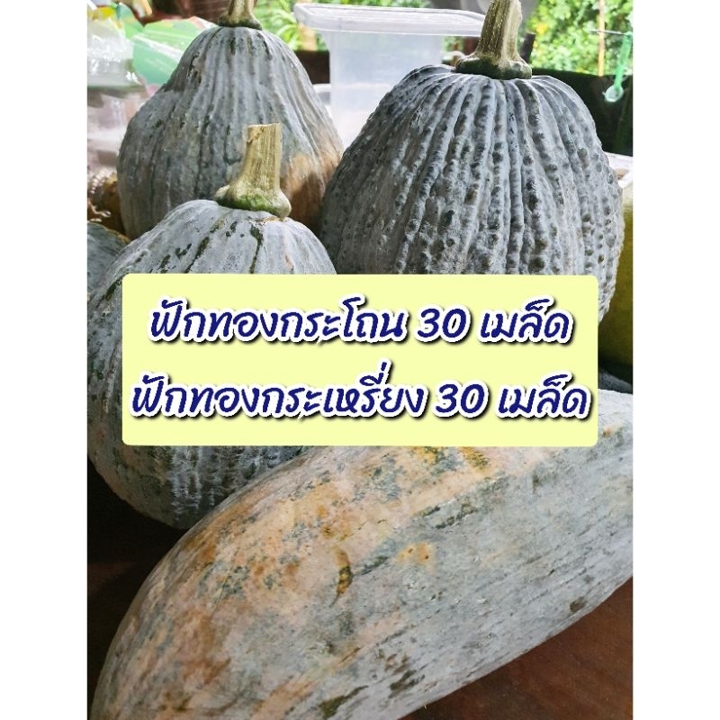 เมล็ดฟักทองพื้นบ้าน ฟักทองกระเหรี่ยงและฟักทองกระโถน ใหม่ๆ พร้องนำไปเพาะปลูกค่ะ