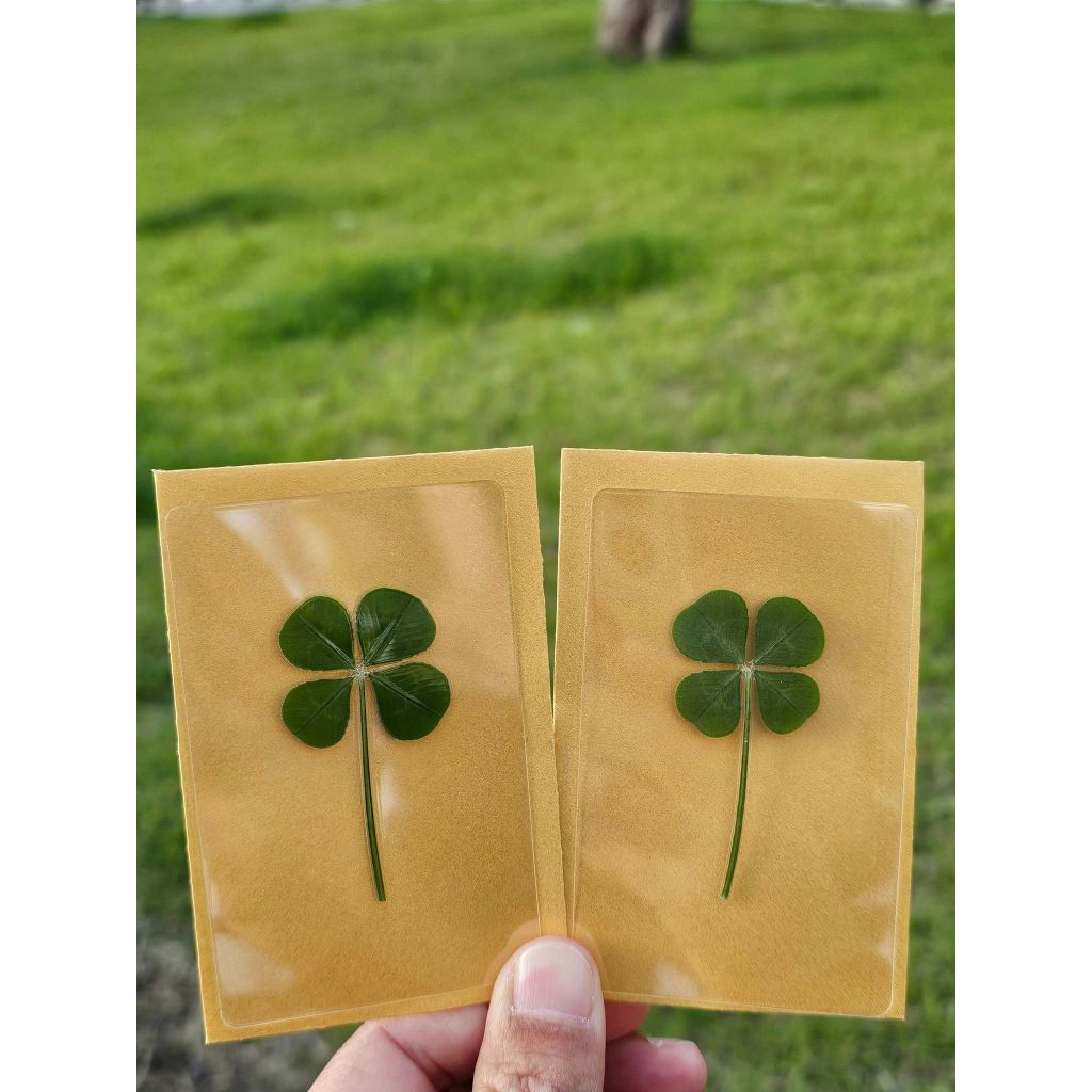 [สินค้าของแท้100% พร้อมส่ง] Clover leaf ใบโคลเวอร์ 4แฉก ของแท้จากเกาหลี พร้อมซองสีทอง (ใบปกติ / ใบใหญ่) ราคา ถูกที่สุด ดีลบีเคเค แกลเลอรีภาพที่ 5