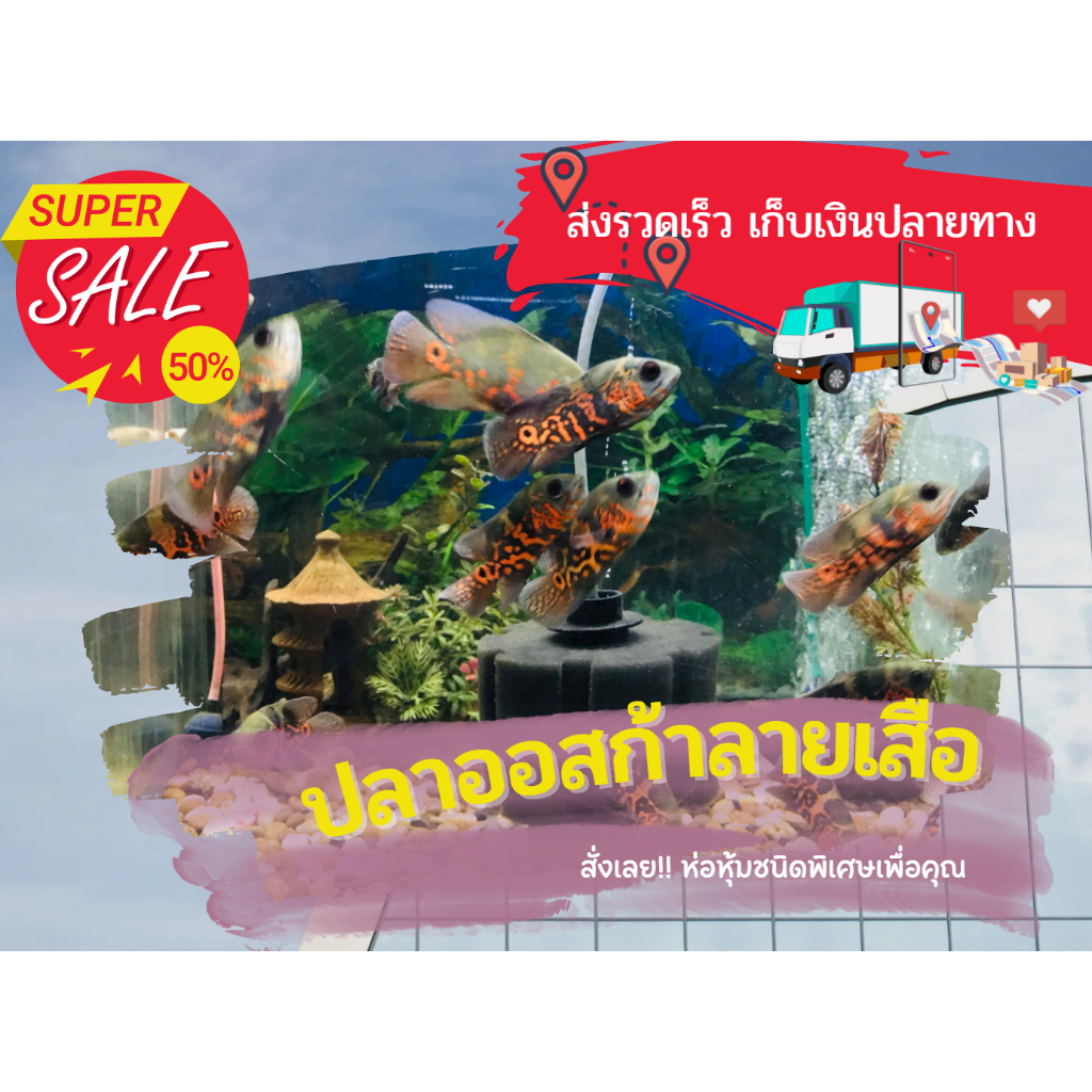 ออสก้า ลายเสือ เผือก และดำลาย ขนาด3 นิ้ว พร้อมส่ง