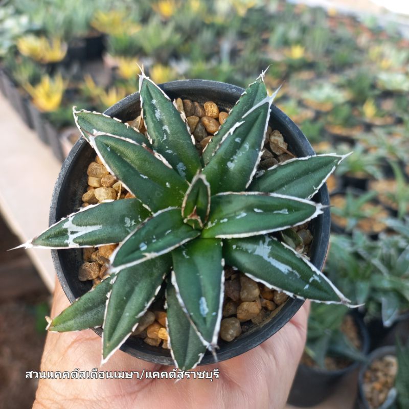 อากาเว่ วิคตอเรีย (Agave victoriae)กระถาง 2.5 นิ้ว 2 ภาพสุดท้ายเป็นตัวอย่างตอนโต