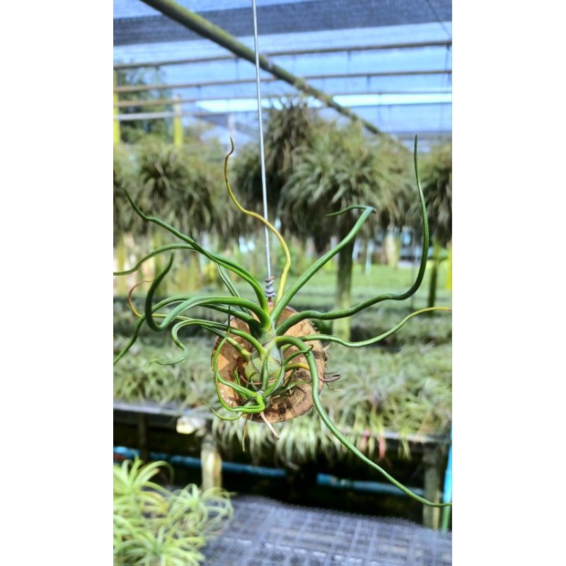 Tillandsia bulbosa hanging