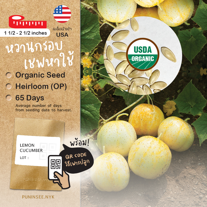1แถม1 เมล็ดผักนำเข้า แตงกวาเลม่อน Lemon Cucumber (Organic Seed) แตงกวากลม หวานกรอบ สีเหลือง เชฟหาใช้ ปันอินทรีย์