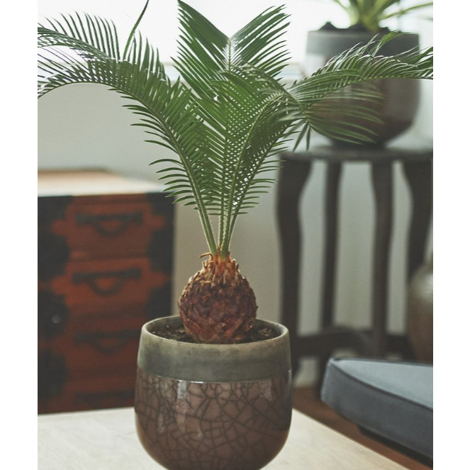 ปรงญี่ปุ่น Sago Cycad หัวโต ฟอร์มสวย