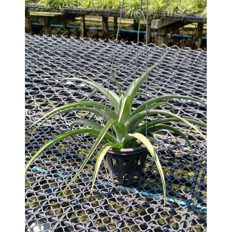 Tillandsia flexuosa ไม้รากอากาศ ใบแข็ง