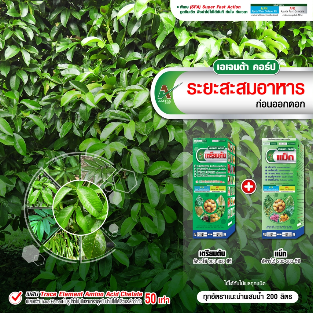 สะสมอาหารมังคุด เอเจนต้า สะสมอาหาร เร่งใบแก่ ใบใหญ่ ใบเพสลาด เตรียมต้น ให้สมบูรณ์ พร้อมออกดอก ดอกดก (ขนาด 1+1 ลิตร)