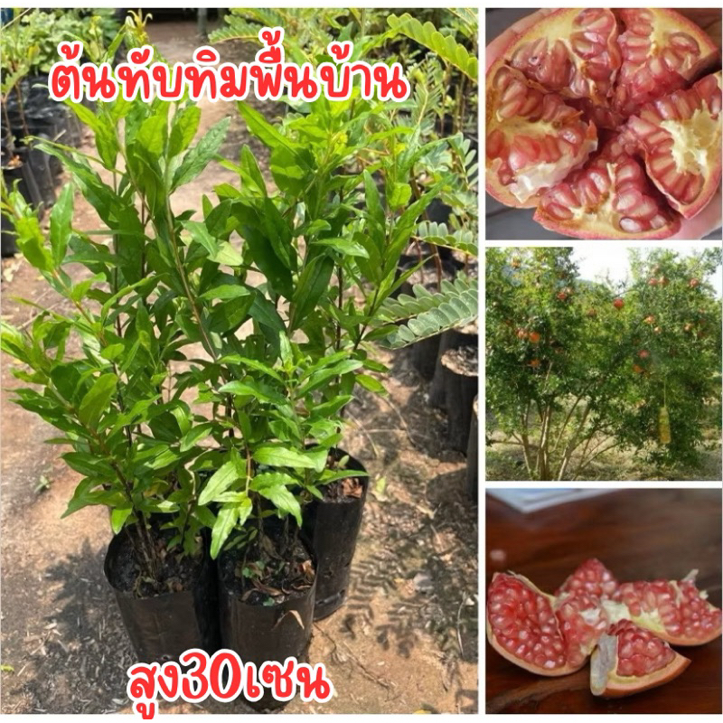 ต้นทับทิมพันธุ์พื้นบ้าน 5ต้น100บาท พร้อมปลูก ต้นสวยๆเลยครับ