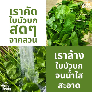จัดส่งไว⚡️ 10 แถม 1 น้ำใบบัวบกคั้นสด สกัดเย็น เข้มข้น (Cold-Pressed Gotu Kola) By ชื่นใจเฮ้าส์