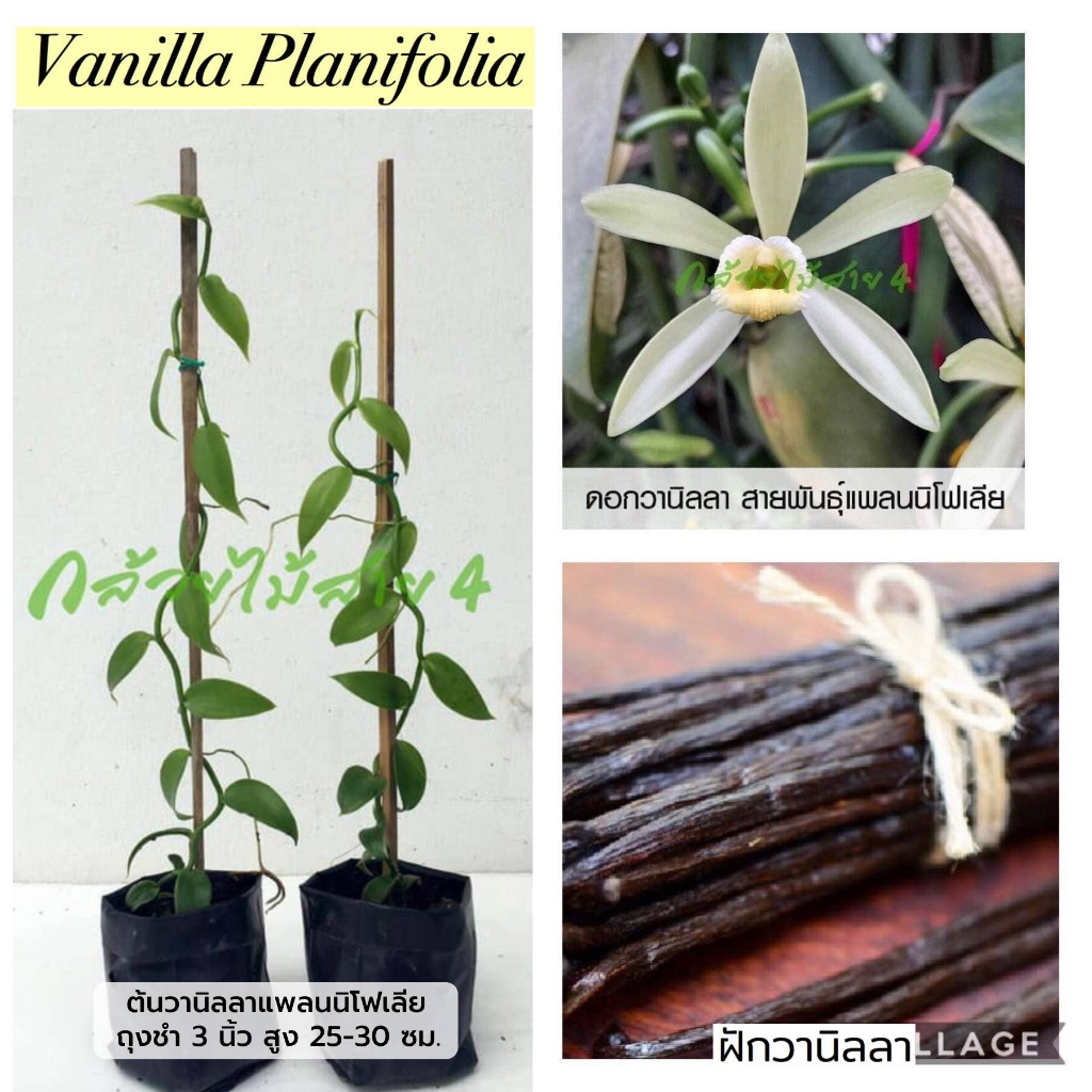 ต้นวานิลลาสายพันธุ์แพลนนิโฟเลียในถุง3นิ้ว สูง 25-30 ซม