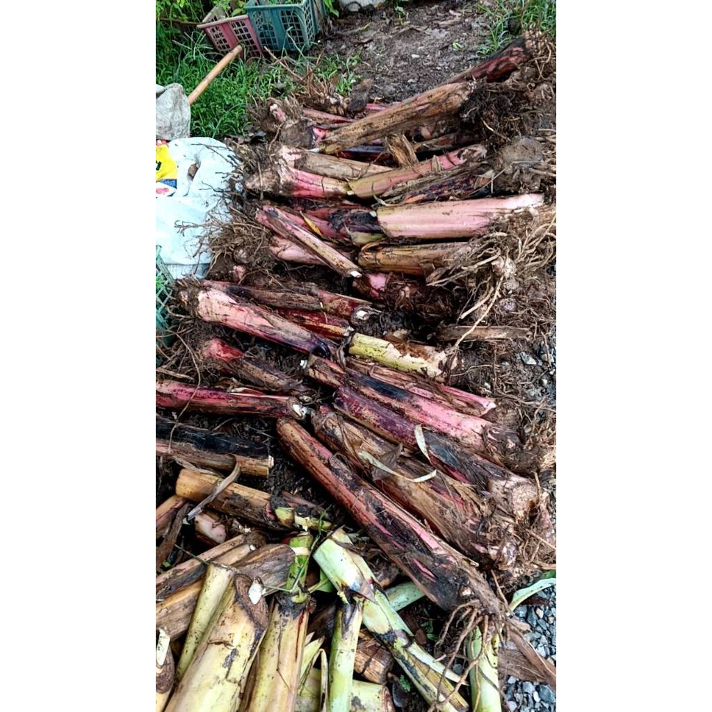 หน่อกล้วยไข่ พร้อมปลูก หน่อละ 29 บาท หน่อ กล้วยไข่ ส่งเป็นหน่อตัดใบ แข็งแรง จากสวน