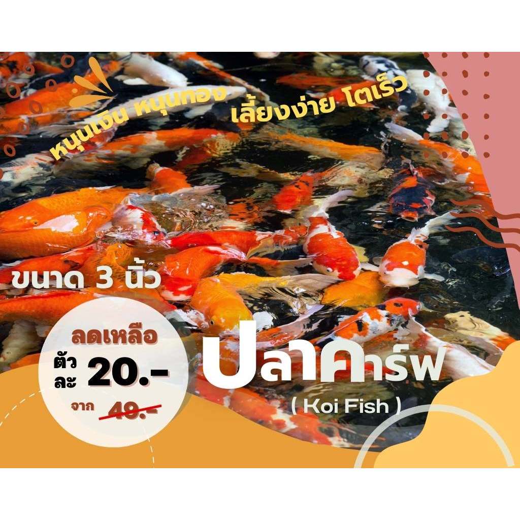 ปลาคาร์ฟ ลูกนอก คัดเกรด 3 นิ้ว คะลาย รับประกันสินค้า