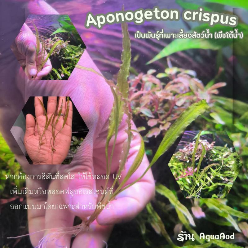 ต้นไม้น้ำ Aponogeton crispus (ใบหยัก)