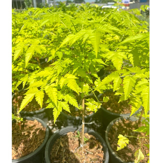 ต้นเกษมณีสีทอง สูง 60-100 ซม. - รูปที่ 3