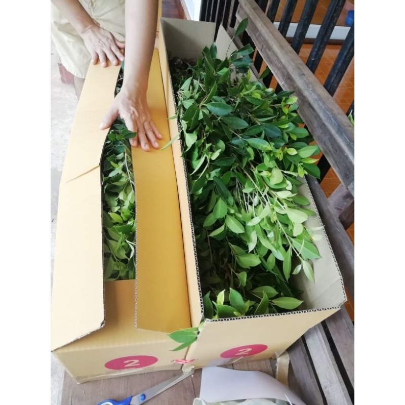 ไทร​เกาหลี​ตอน​ขนาด​100​cm.​ขั้นต่ำ​2ต้น​