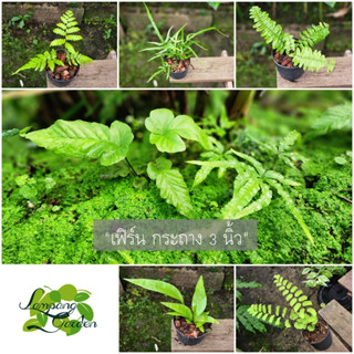 👑ต้น เฟิร์น กระถาง 3 นิ้ว และ 4 นิ้ว ไม้กระถาง ไม้ฟอกอากาศ ว…