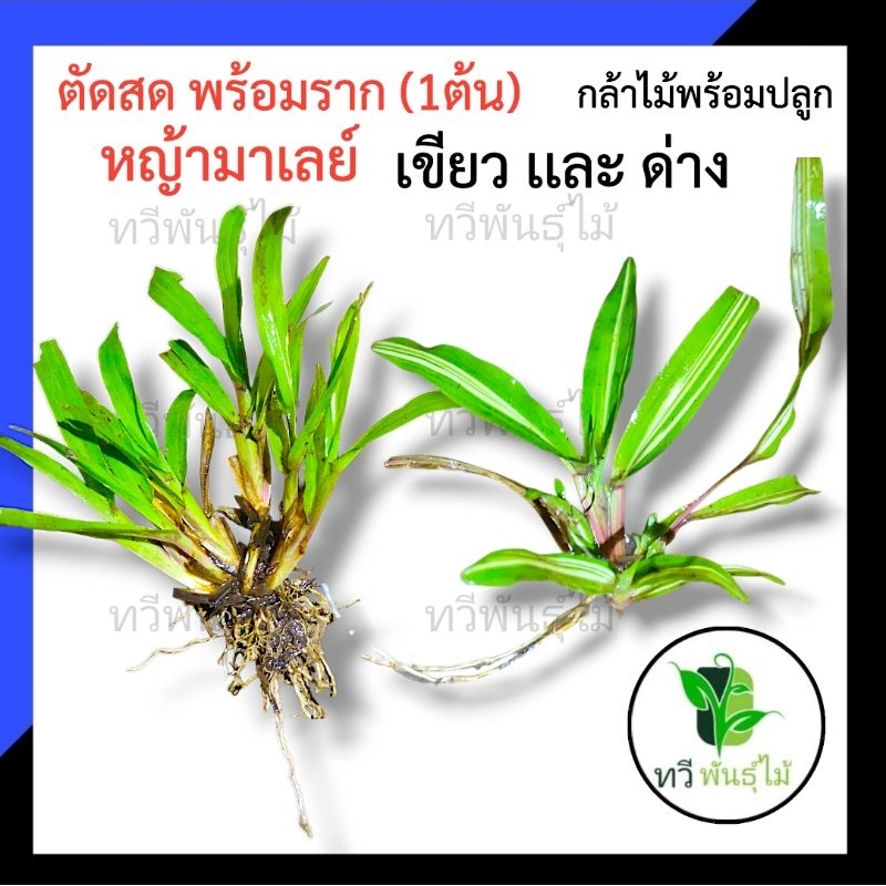 (1ต้น) ถอนสด หญ้ามาเลย์ ด่าง เเละ สีเขียว หญ้าประดับ สวยมา หญ้ามาเลย์ ด่าง ประดับสวนหน้าบ้าน Tawee Pantmai