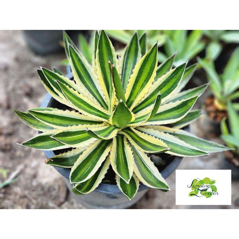 ต้น อากาเว่ ควอดิคัลเลอร์ Lophantha quadricolor กระถาง 3 รูปที่ 5