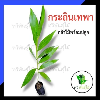 ต้นกระถินเทพา กล้าไม้พร้อมปลูก ไม้ประดับ Tawee Pantmai กระถินเทพา ไม้มงคล ไม้เศรษฐกิจ