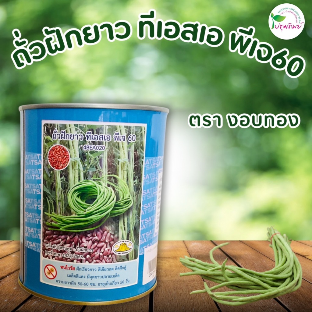 เมล็ดถั่วฝักยาว ทีเอสเอ พีเจ60 ตรางอบทอง