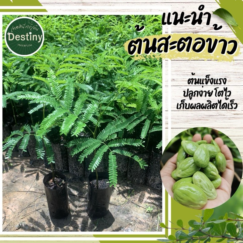ต้นสะตอข้าวติดตา พันธุ์เตี้ย 3 ปีติดผล