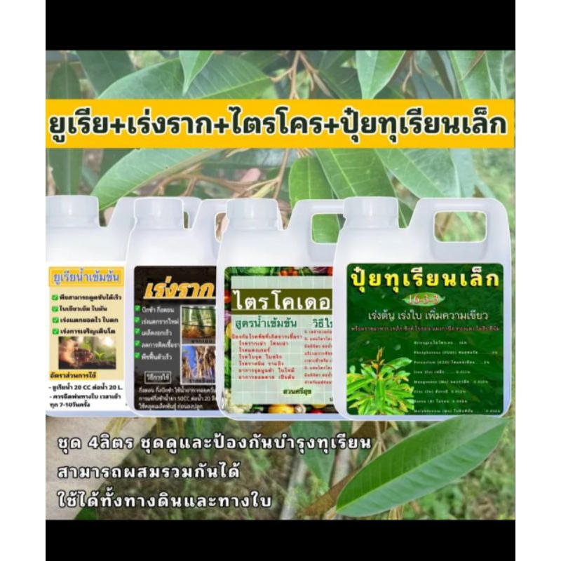 ชุดดูแล ป้องกัน+บำรุง1ชุด4ลิตร ยูเรีย เร่งราก ไตรโคร ปุ๋ยทุเรียน