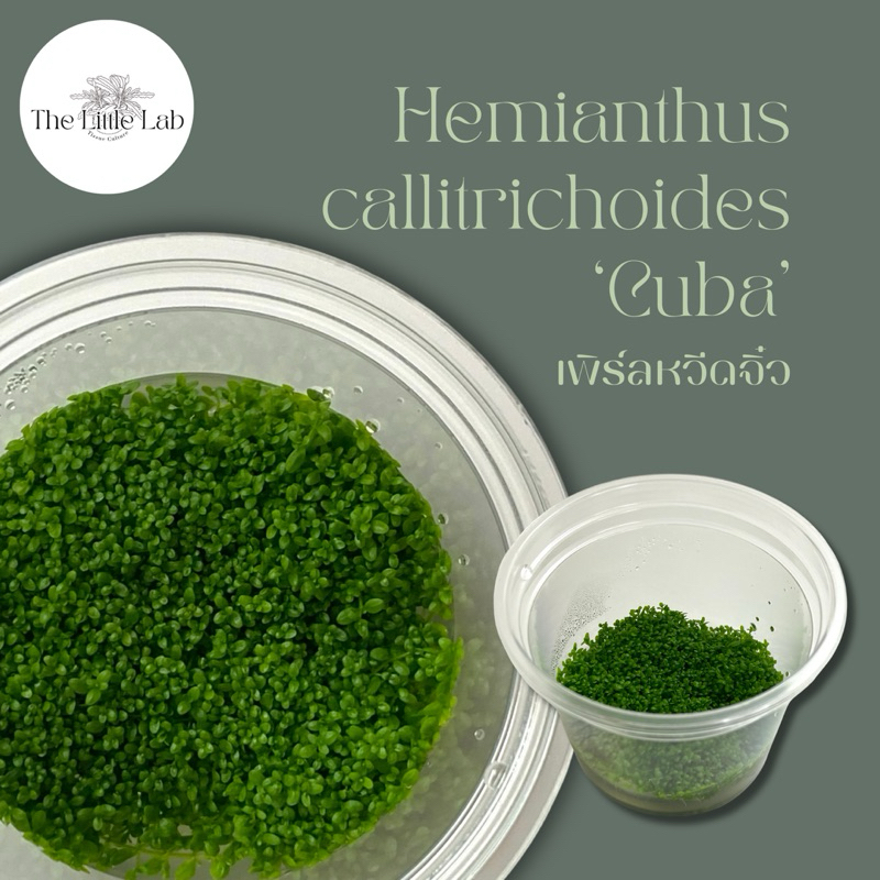 Hemianthus callitrichoides Cuba 'หวีดจิ๋ว' ไม้น้ำเนื้อเยื่อ ไม้น้ำ ไม้น้ำปูพื้น