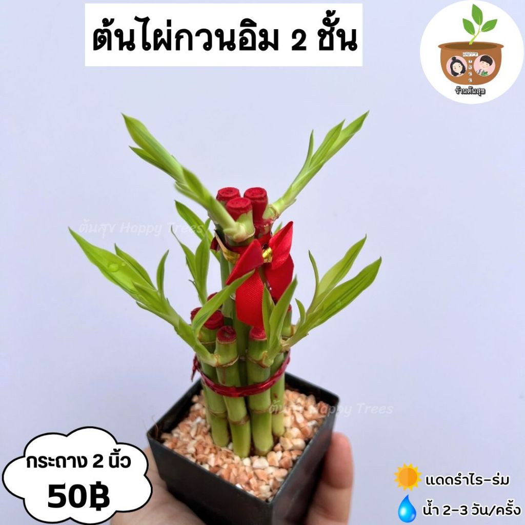 ต้นไผ่กวนอิม 2 ชั้น กระถางดำ 2 นิ้ว จัดส่ง 2 ต้นขึ้นไป คละแบบได้