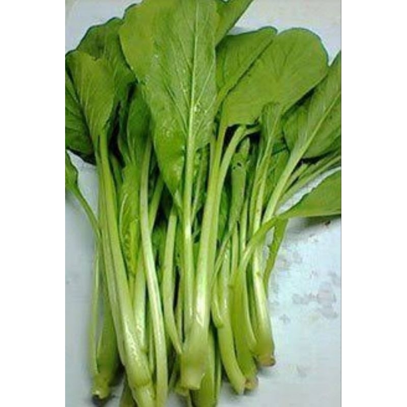 เมล็ดพันธุ์ผักชุนฉ่าย(ทำต้มจับฉ่าย) 1 กรัม (5แถม1คละได้)