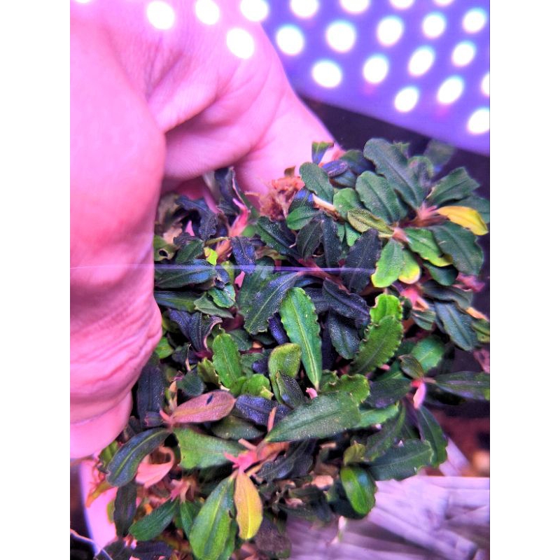 (NewUpdate15/10/2024) Bucephalandraบูเซปใบน้ำ-ใบบก สุ่มคละขนาดเเละสายพันธุ์ เต็มกล่อง เกรดลองเลี้ยง
