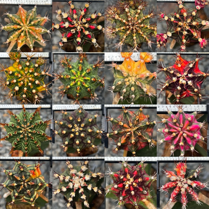 ไม้กราฟโคลนดังมีชื่อ ราคาเบาๆ คัดสวยๆ สำหรับมือใหม่ 59฿ ชุด A