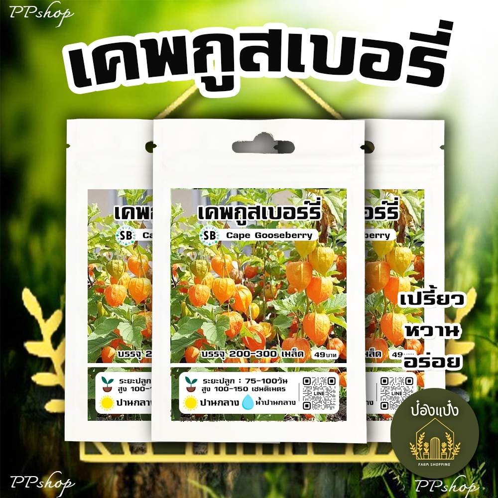 เคพกูสเบอรี่ - Cape Gooseberry 200-300 เมล็ด/ซอง /// PPshop