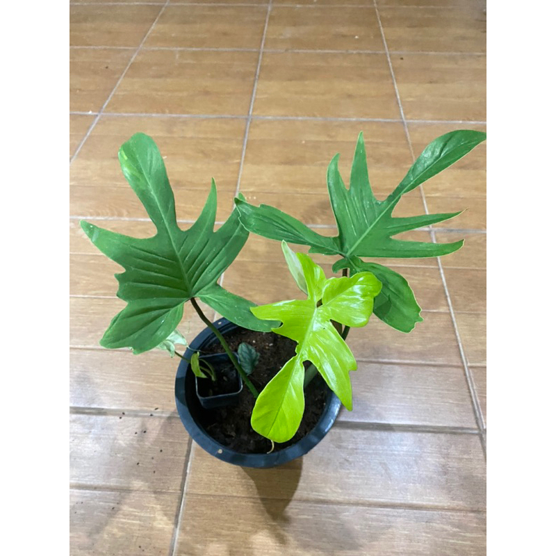 Philodendron  Florida  ghost mint☘️💕