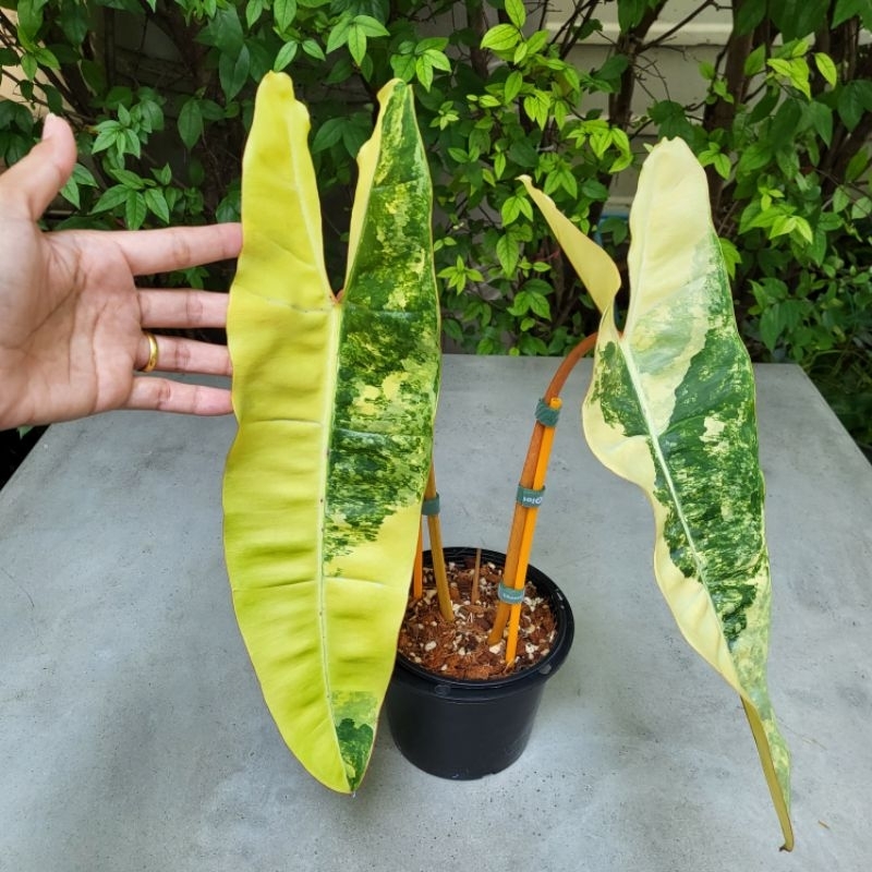 ก้านส้มด่าง <<พร้อมส่ง! ต้นตรงปก>> Philodendron billietiae variegated ฟิโลเดนดรอน ก้านส้มด่าง