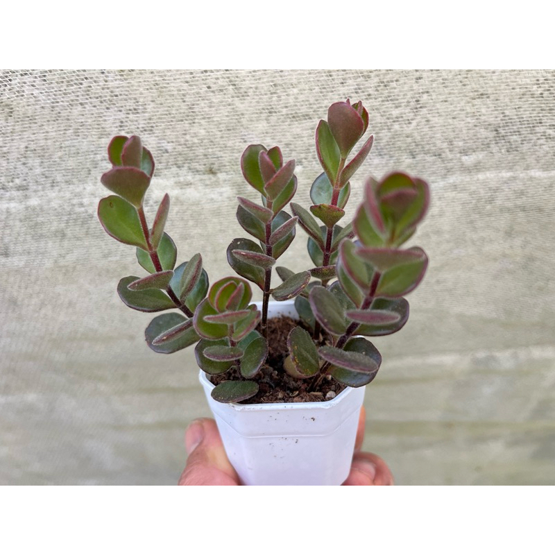 Kalanchoe “Tessa” (ปลายใบมนและมีขน) ไม้อวบนำ้ สวยๆ น่ารักๆ มีดอกสีแดง ขนาด 2 นิ้ว