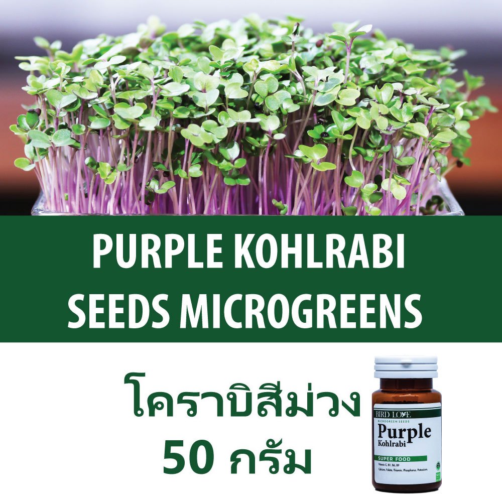 เมล็ดไมโครกรีนกะหล่ำปมสีม่วง หรือโคราบิสีม่วง 50 กรัม Purple Kohlrabi Microgreens seeds 50 g.