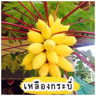 เมล็ดมะละกอ สายพันธุ์แท้ มีให้เลือกหลากหลายสายพันธุ์ บรรจุ 30-40 เมล็ด