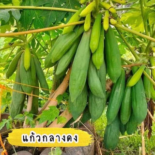เมล็ดมะละกอ สายพันธุ์แท้ มีให้เลือกหลากหลายสายพันธุ์ บรรจุ 30-40 เมล็ด