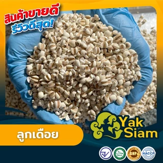ลูกเดือย คุณภาพส่งออก มาตรฐาน อ.ย. GMP