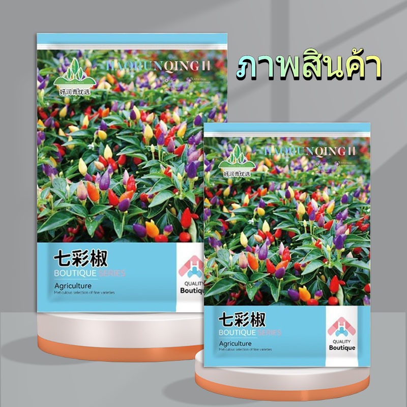 100 เมล็ด เมล็ดพันธุ์ พริกสีรุ้ง พริก 7 สี โตไว พุ่มใหญ่ปลูกประดับสวยมาก พริกประดับ สีสวย - รูปที่ 4