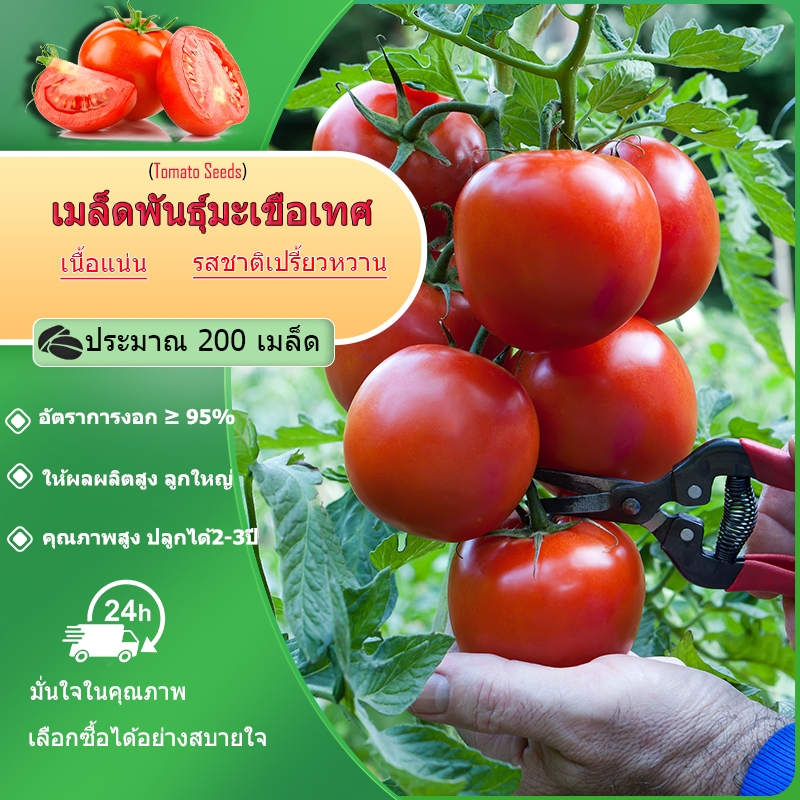 เมล็ดพันธุ์มะเขือเทศ ประมาณ 200 เมล็ด พันธุ์เนื้อ โตไว ผลดก