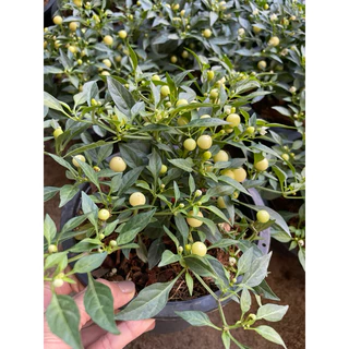 🌶️🌶️🌶️ต้นพริกขี้หนู กระถาง 5-8" สินค้าพร้อมส่ง😀