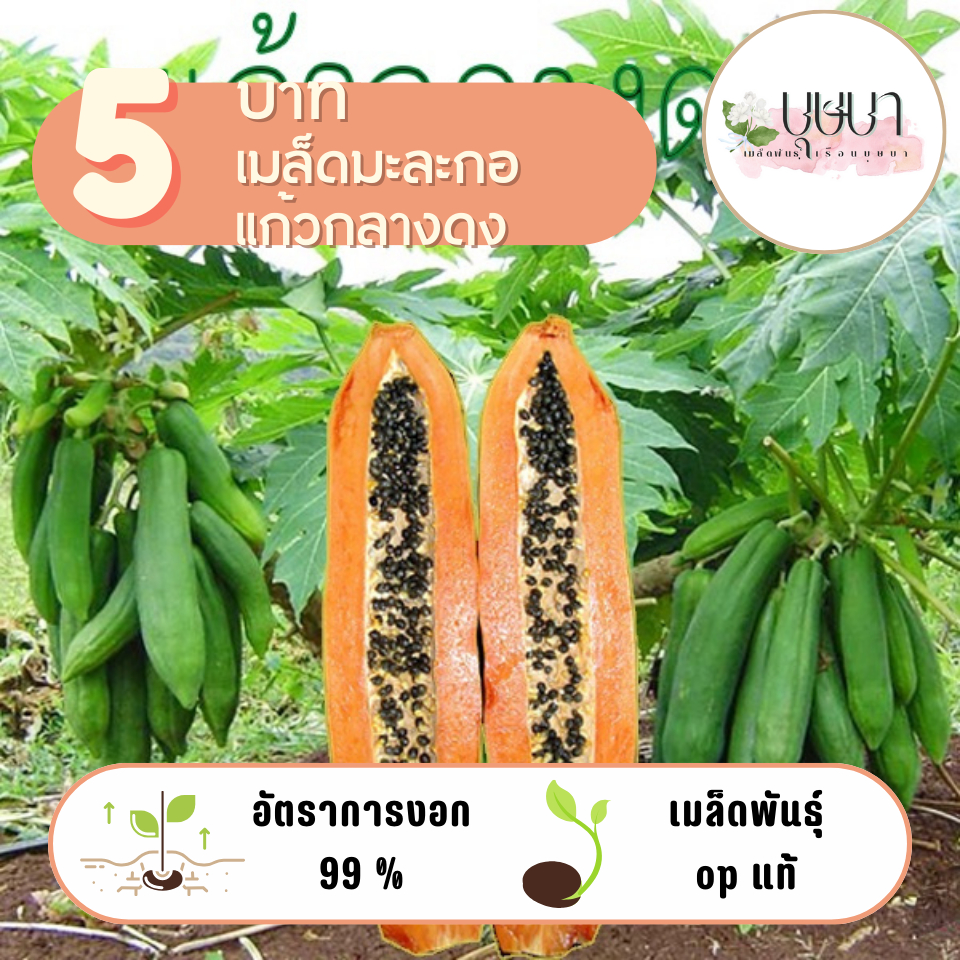 เมล็ดมะละกอแก้วกลางดง 5 บาท 10 เมล็ด