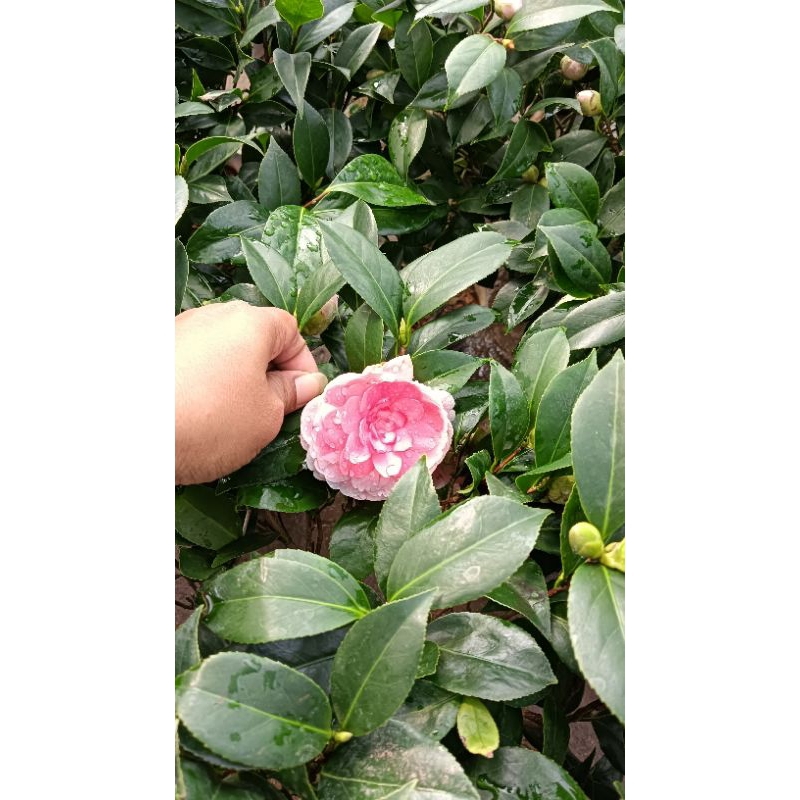 คามิเลียหลากหลายสีหลายแบบสูง30-50ซม.