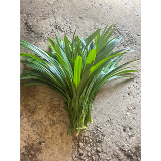 เตยหอมตัดใบ เตยตัดใบ ขายเป็น กิโล