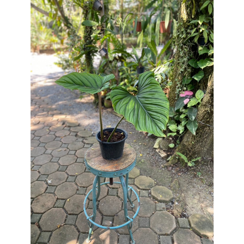 philodendron plawmanii black face ส่งต้นในรูป